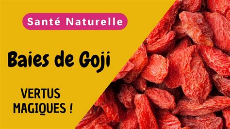 Baies De Goji Bienfaits Extraordinaires Pour La Sant Et Modes D