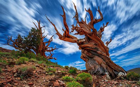 Pinheiro Bristlecone Pinus Longaeva Flora Avph