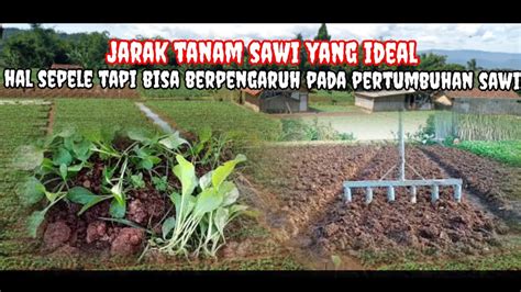 Jarak Tanam Yang Ideal Untuk Menanam Sawi YouTube