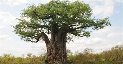 Africa Tree Guide - Trees in Kruger National Park - African Trees