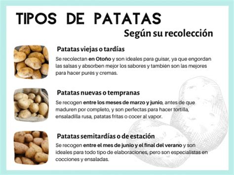 Variedades de patatas Características y usos en cocina