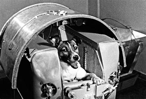 Laika La Perrita Astronauta Que Hace 66 Años Llegó Al Espacio