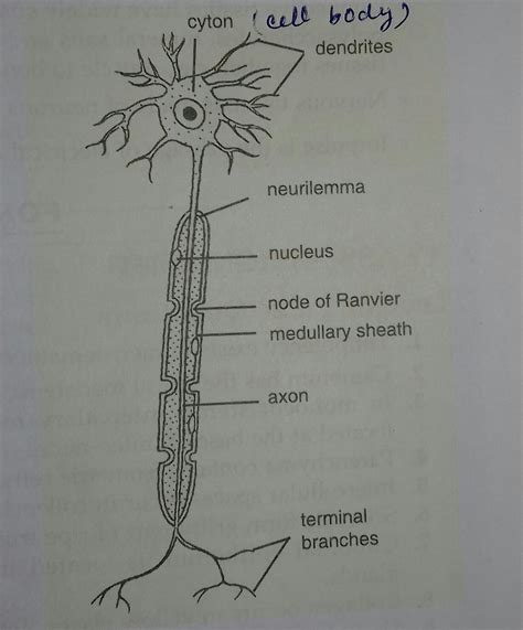 Draw A Neuron And Label Its Parts Draw The Structure Of A Neuron And Explain Its Function