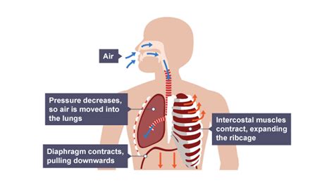 Respiratory And Circulatory System Revision Cards In GCSE Biology