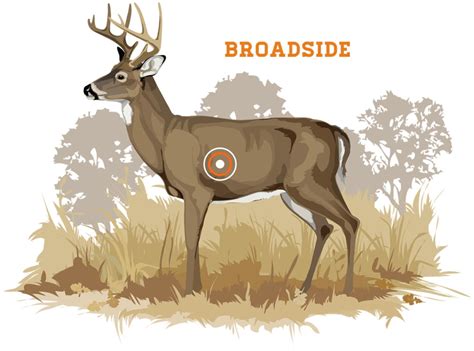 Elk Anatomy Chart Labb By Ag