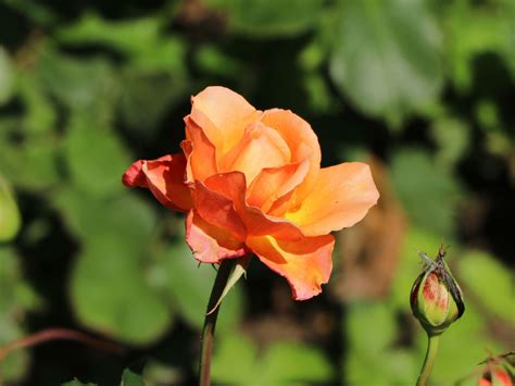 Edelrose Albrecht Dürer Rose ® Expertenwissen Zu Dieser Rose