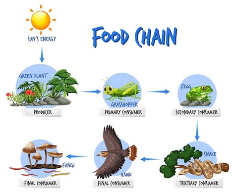 Free Vector | Food chain diagram concept