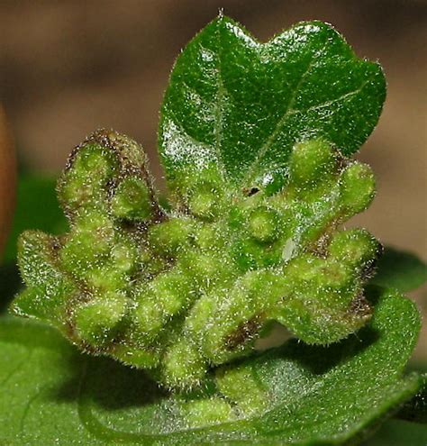 Quercus Lobata Leaf Gall Bugguide Net