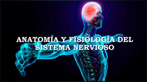 Diapositivas Del Sistema Nervioso Aylin Donahi Pacheco Mendez UDocz