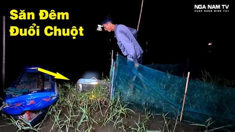 Săn Bắt Chuột Đêm Bằng Cách Bắt Chuột Truyền Thống Củ Tỏi Hạ Cò Đang