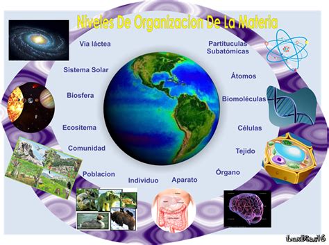 El Mundo De La Biologia Niveles De Organizacion De La Materia