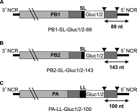 The Pb1 Pb2 And Pa Viral Rna Vrna Segments Used In Reverse Genetics