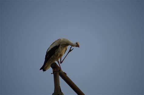 Fotos gratis naturaleza pájaro ala cielo animal fauna silvestre