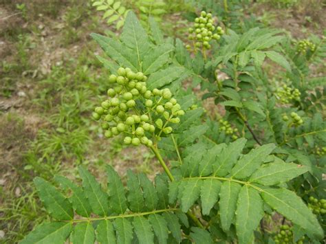 Japanese Pepper Tree Pepper Tree Plants Garden