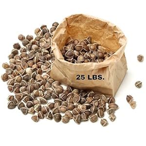 Amazon Moringa Seeds Lbs Wingless Approx Wholesale