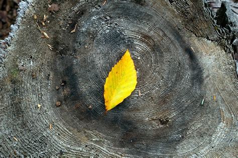 Imagen Gratis Hoja Naturaleza Oto O Planta Rbol Follaje Bosque