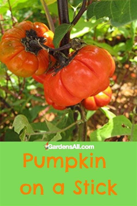 Pumpkin on a Stick Ornamental Eggplant (Yes... Eggplant!) - GardensAll - ORNAMENTALS