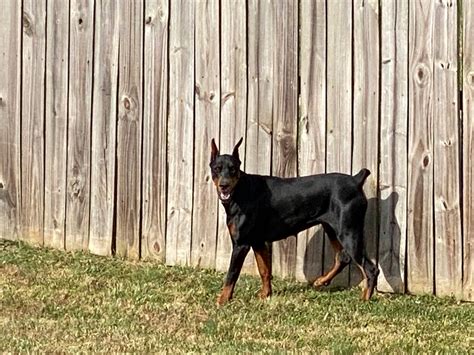 DW Doberman Farm – European Dobermans