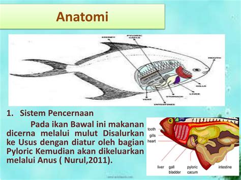 Ppt Anatomi Ikan Bawal Dan Observasi Ikan Powerpoint Presentation