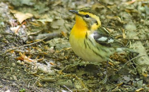 Female Blackburnian Warbler John B Flickr