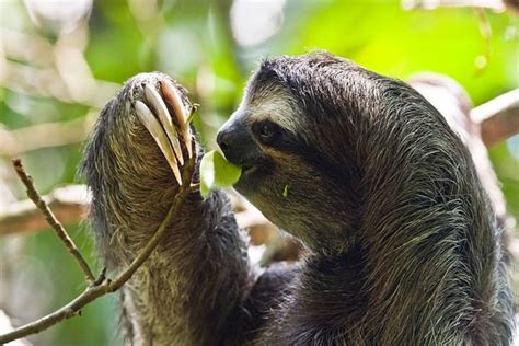 Sloths In The Amazon Rainforest Rainforest Cruises