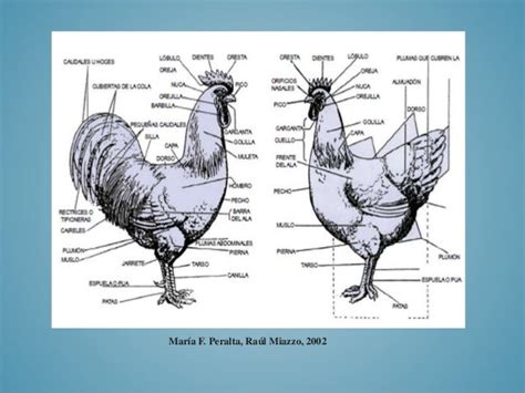 ReproducciÓn En Gallinas