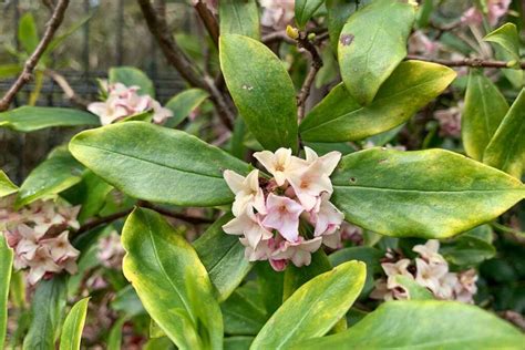 How To Grow And Care For Winter Daphne Gardeners Path