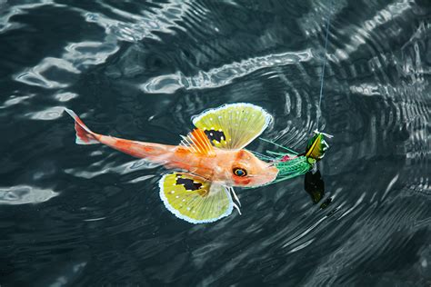 Targeting Gurnard The Fishing Website