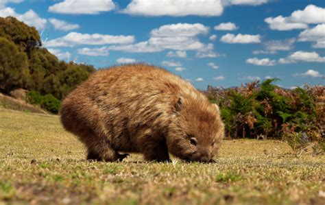 Wombat Facts Australia South Wildlife Guide