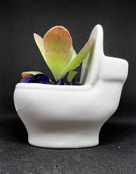 Novelty Toilet Bowl Planter Gag T Conversation Piece Live Succulent