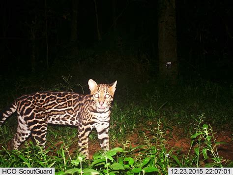 Monitorean La Poblaci N De Ocelotes En La Provincia Canal Doce