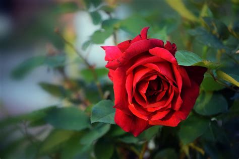 Red Rose 2 Free Stock Photo - Public Domain Pictures