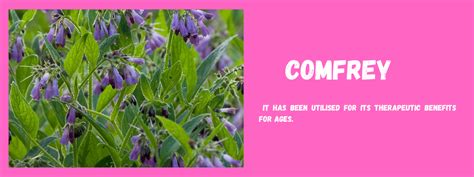 Comfrey Health Benefits Uses And Important Facts Potsandpans India