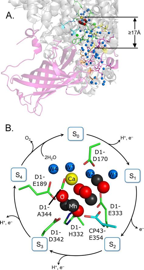 An Intrinsically Disordered Photosystem II Subunit PsbO Provides A