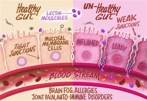 Lectins In Food Chart Ponasa