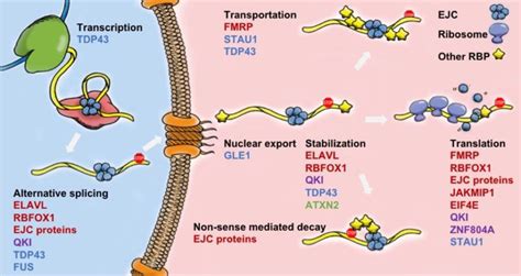 Overview Of Rbps Regulating Mrna Life Cycle The Rbps Discussed In The Download Scientific