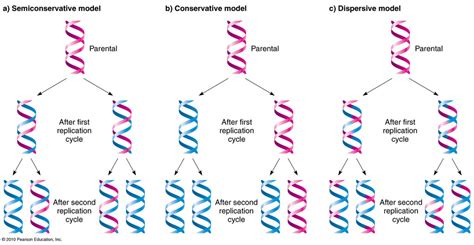 Diagram Of Dna Replication Quizlet