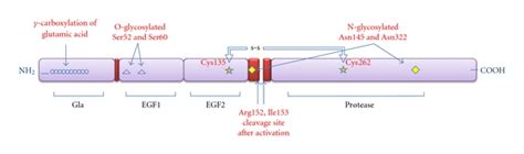 Human Coagulation Factor Vii Fvii Is A Serine Protease Of