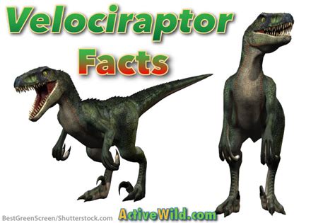 Velociraptor Facts For Kids Active Wild
