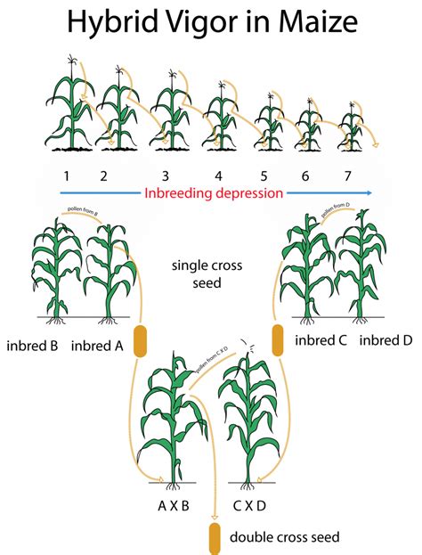 16 Genetic Improvement In Cereal Crops And The Green Revolution Biology Libretexts