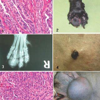 Pdf A Retrospective Study On Some Prevalent Musculocautaneous