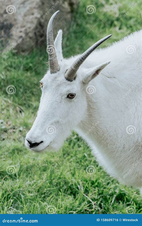 Vertical Closeup Shot Of A White Goat Grazing The Grass In A Forest