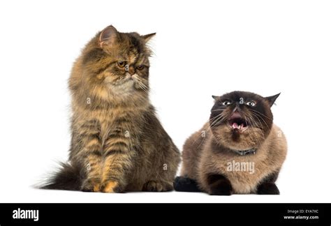 Persians Hi Res Stock Photography And Images Alamy