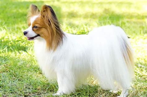 Papillon Mix Breeds: 35 of the Most Popular (w/ Pictures & Video)