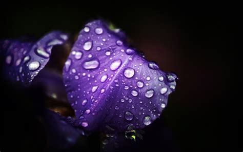 Fondos De Pantalla Fotograf A P Rpura Gotas De Agua Azul Flores