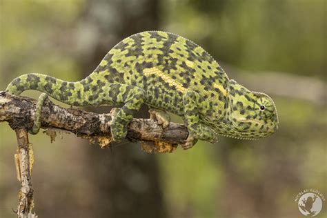 Chamaeleo Dilepis — Nicolau Ecology