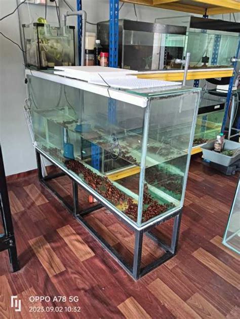 Custom Aquarium Cod Selangor Kl Lazada