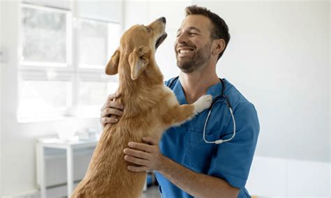 Requisitos Para Ser Auxiliar De Veterinaria Grupo Esneca