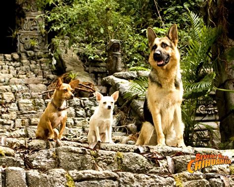 Chloe,Papi and Delgado - Beverly Hills Chihuahua movie Wallpaper (16728639) - Fanpop