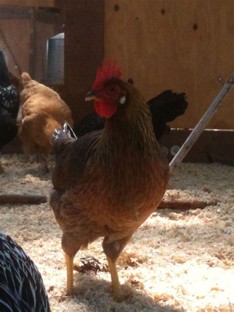 Show Off Your Brown Leghorns Backyard Chickens Learn How To Raise Chickens